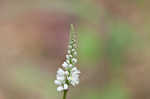 Boykin's milkwort